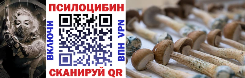 где купить наркотик  Куровское  Галлюциногенные грибы Cubensis 